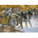 Cobble Hill Puzzle Company Wolf Talk 1000 Piece Puzzle