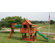 Backyard Discovery Woodridge Cedar Swing Set