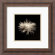 Amanti Art Flower Series I by Walter Gritsik Framed Fine Art Print - 12.30" x 12.30"