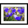 Great American Picture Alpine Flowers Framed Photograph