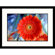 Great American Picture Gerber Daisy Framed Photograph