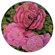 Lexington Studios Peonies Decorative Wall Clock