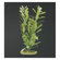 Hagen Marina Aquascaper Hygrophila Plant Decoration