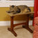 Mr. Herzher's Craftsman Series Single Seat Wooden Cat Perch