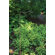 Ancient Graffiti Metal Twig Garden Stake 