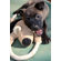 ABO Gear Koala Bear with Rope Dog Toy