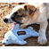 ABO Gear Bottlenose Dolphin Dog Toy