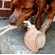 ABO Gear Baseball Dog Toy