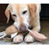 ABO Gear Jute Pheasant Dog Toy