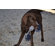 ABO Gear Ball with Handle Dog Toy