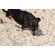 ABO Gear Ball with Handle Dog Toy
