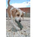 ABO Gear Dummy Dog Toy
