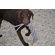 ABO Gear Dummy Dog Toy