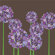 Avalisa Imagination - Allium Stretched Wall Art