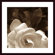 Barewalls Gardenia Garden Wood Framed Art Print