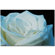 Trademark Global White Rose by Kurt Shaffer, Canvas Art - 16" x 24"