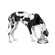 Petprojekt Dogbol Dog Bowl