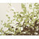Inhabit Foliage Slat Hanging Panel Collection in Grass