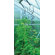 Juliana Greenhouses Greenhouse Plant Spiral - Set of 3