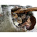 Dogzzzz Tough Chew Squirrel Dog Toy