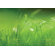 Komar Fototapete 'Green' - 368 x 254 cm