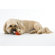 Planet Dog Orbee Tuff Lil' Bulb Dog Toy with Treat Spot in Red