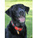 The Perfect Leash The Perfect 1" Dog Collar