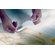 MP Global Products DuoFoam Economy Self Seal Underlayment (100 sq. ft Roll)