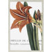 Botanique I by Unknown Florals Art - 39" x 27"