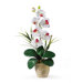 Phalaenopsis Silk Orchid Arrangement in White