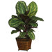 Silk Maranta Plant with Basket in Green