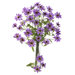 28.5" Cosmo Stem in Purple (Set of 12)