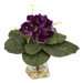 Gloxinia with Vase Silk Plant