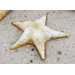 Animals Starfish Pacific Statue