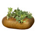 Wide Quatro Planter