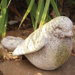 Animals Finch Statue