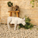 Animals Garden Cow Statue