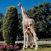Mombasa The Garden Giraffe Statue