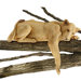 Lioness of Namibia Statue