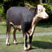 The Grand-Scale Wildlife Hereford Steer Statue