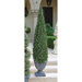The Topiary Cone Tree
