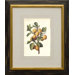 Plums Framed Print