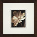 Champagne Tulips 2 Framed Print