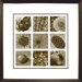 9 Seeds Framed Print