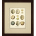 Varieties of Sand Dollars Giclee Print