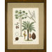 Antique Palms 1 Framed Print