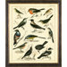 Aviary 1 on Canvas Framed Print