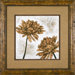White Washed Dahlia 1 Framed Print