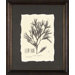 Seaweed Plate Clove Framed Print