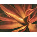 Agave Red